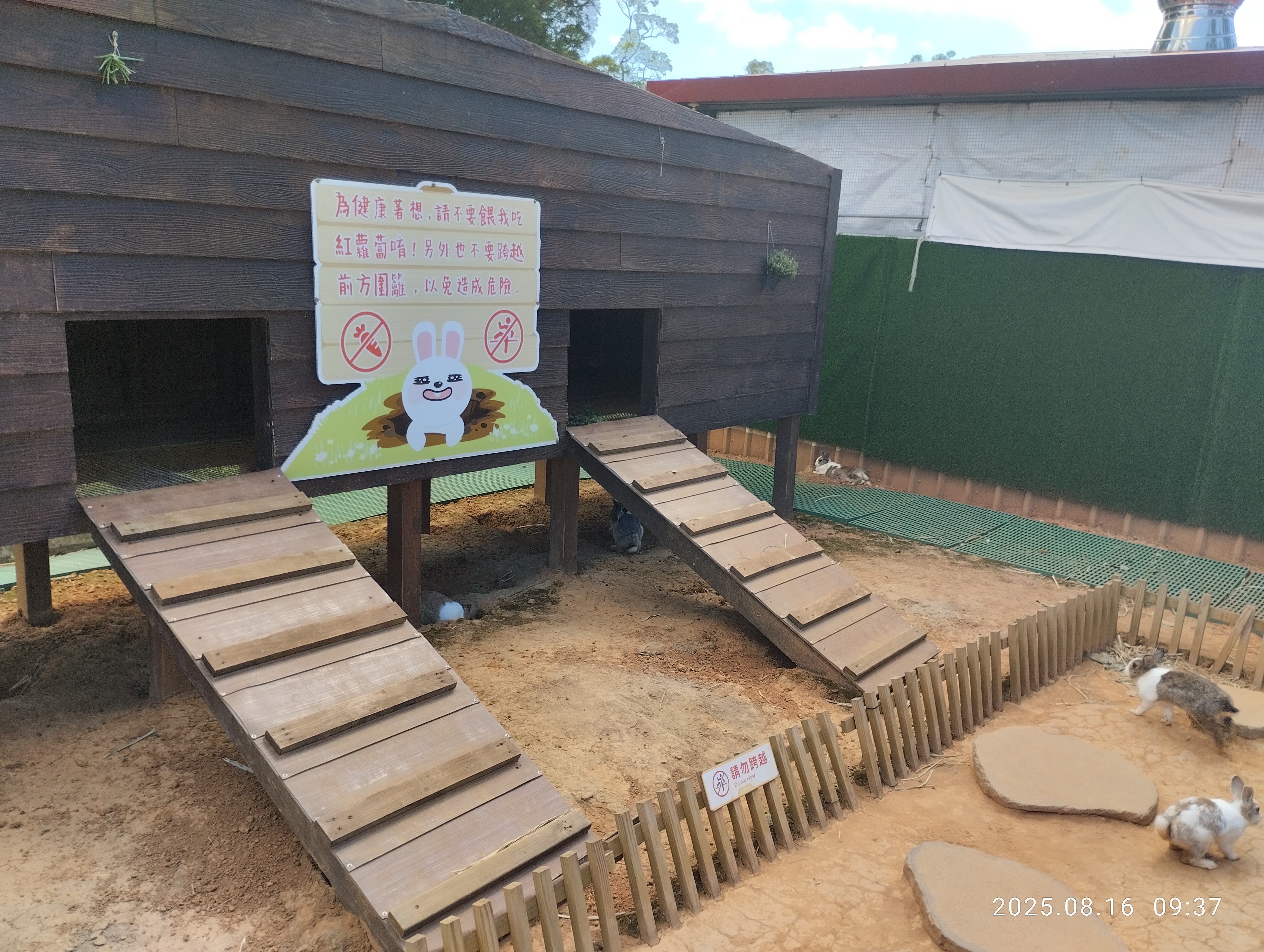 正在休息的兔子