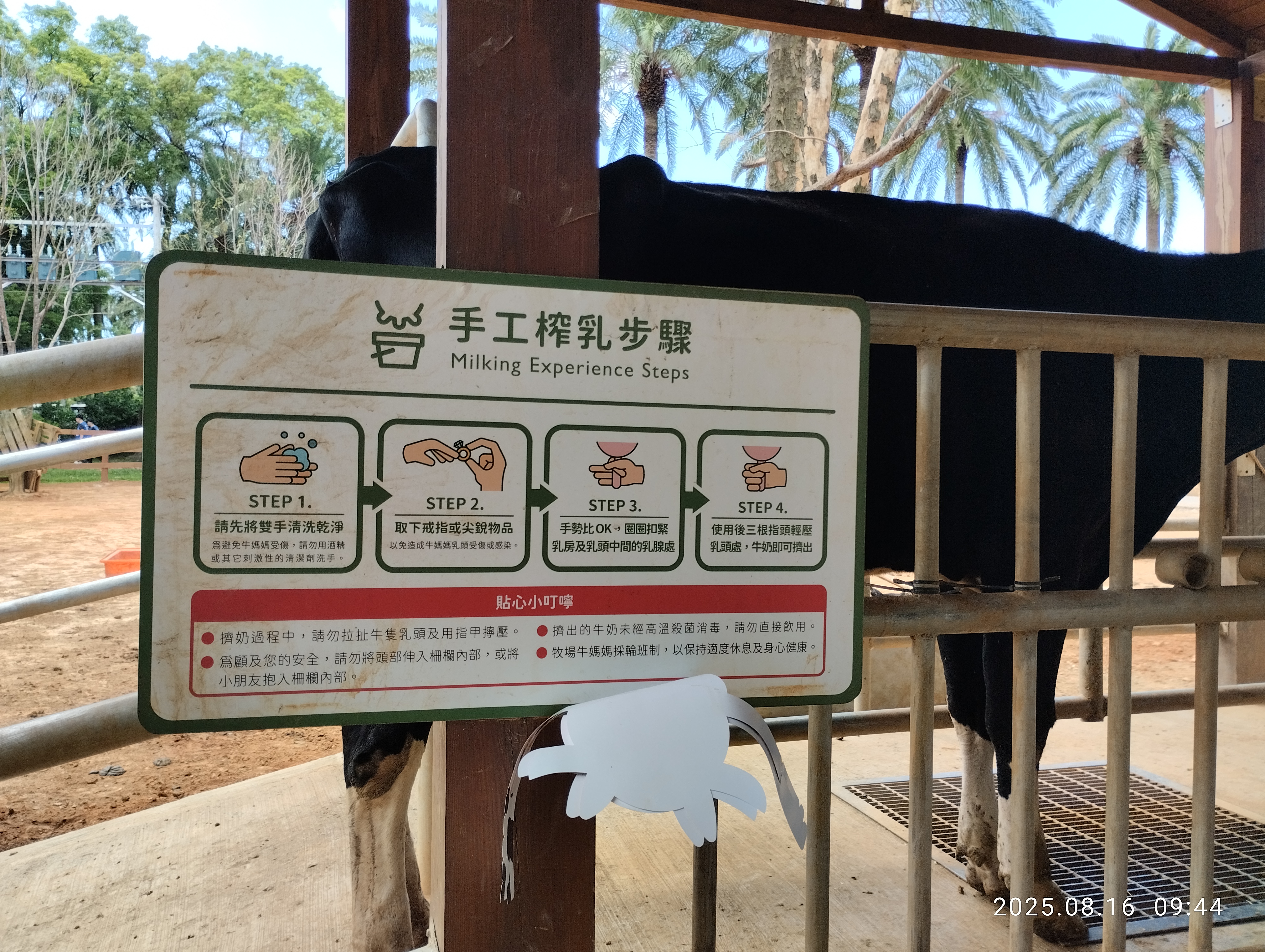 牛牛區榨乳體驗